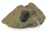 Prone Gerastos Trilobite Fossil - Morocco #345147-3